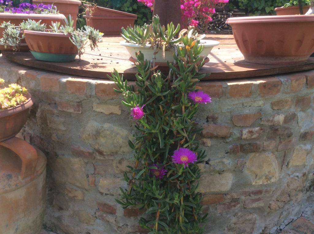 Podere Girasoli Piombino Buitenkant foto