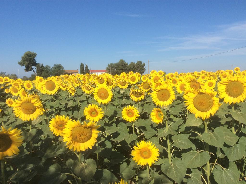 Podere Girasoli Piombino Buitenkant foto